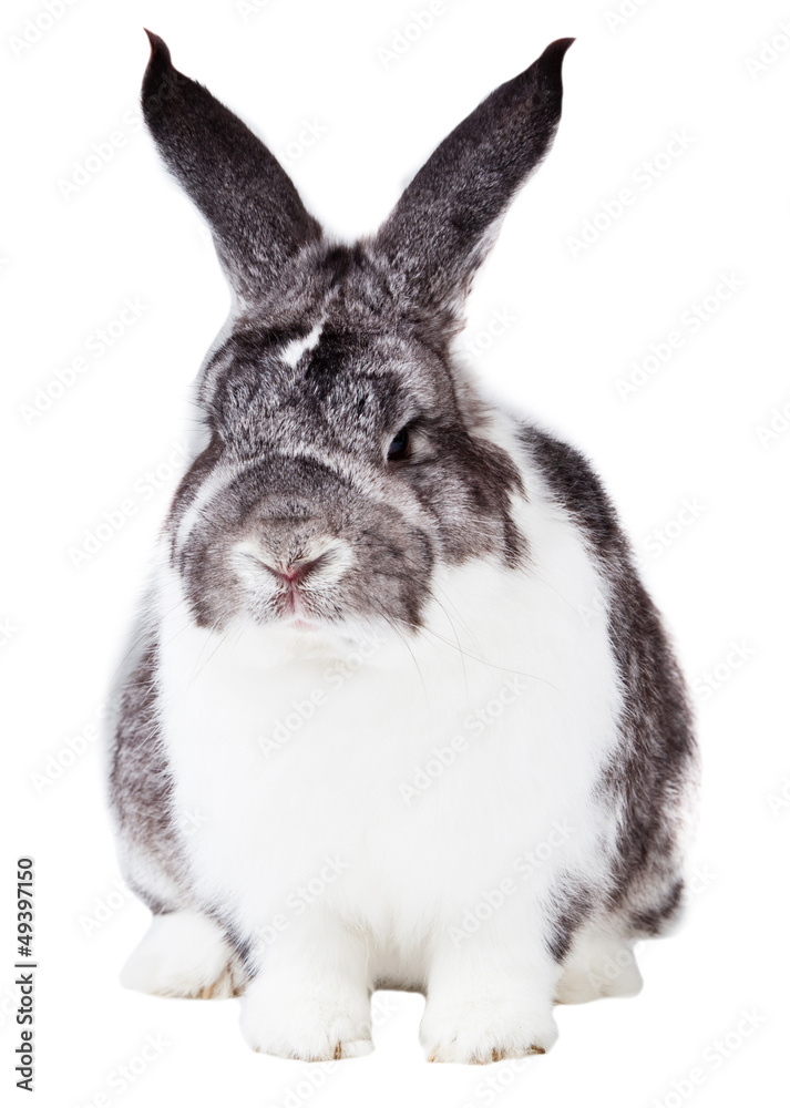Adorable rabbit isolated on a white background. Adorable rabbit isolated on a white background.