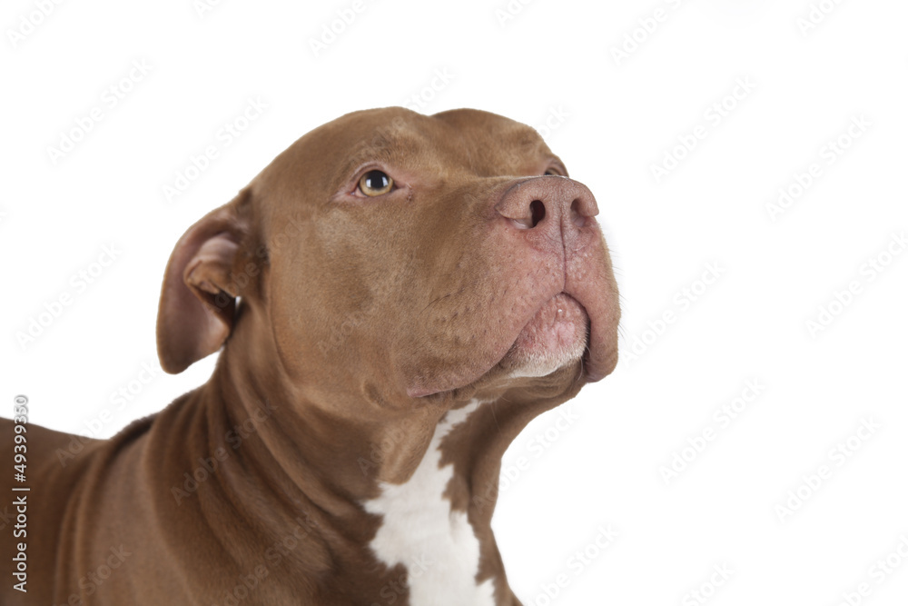 Obraz premium Pitbull sitting on white background