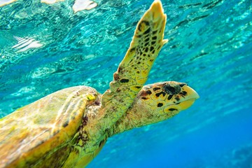 Sierkussen Schildpad Zeeschildpad zwemt door zonnige oceaan  © Malbert