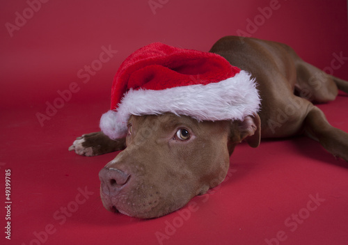 Pitbull sitting on red background