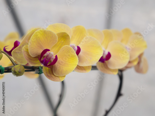 Yukidian orchid, yellow orchid photo