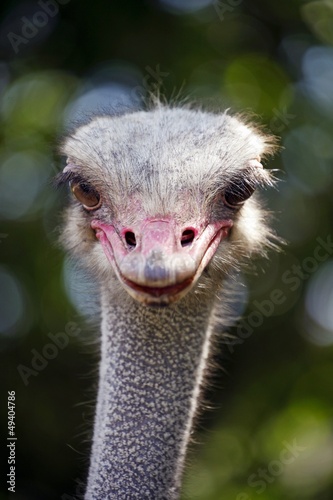 Ostrich Head Front © hitmansnr