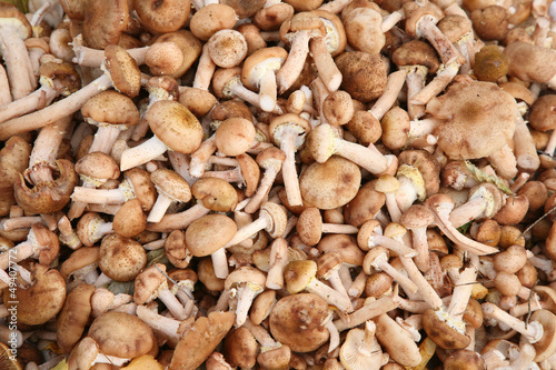 a lot of mushrooms