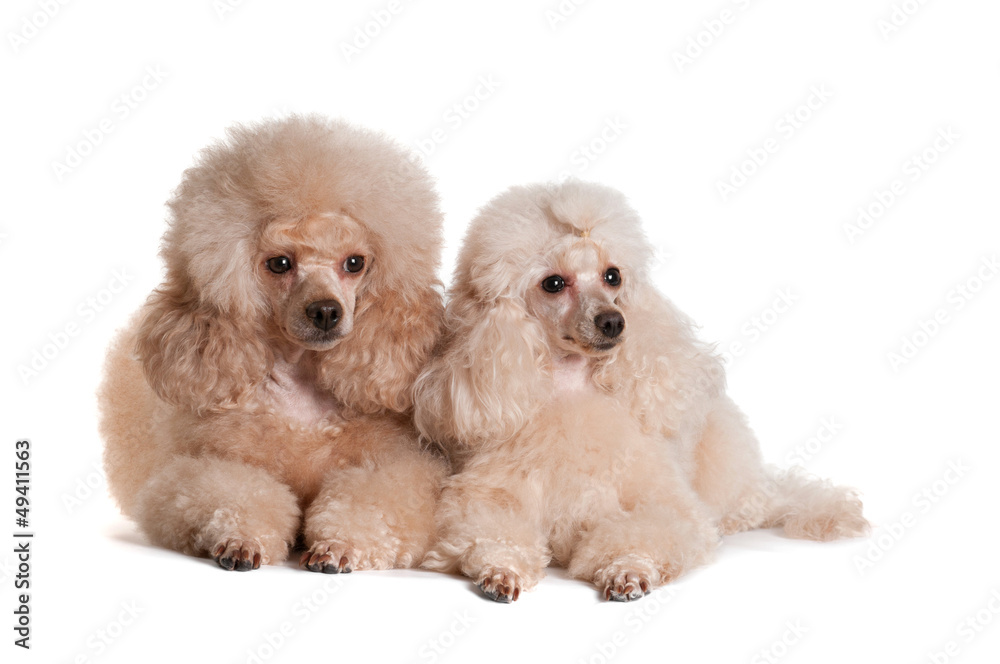 Two poodles on a white background Two poodles on a white background