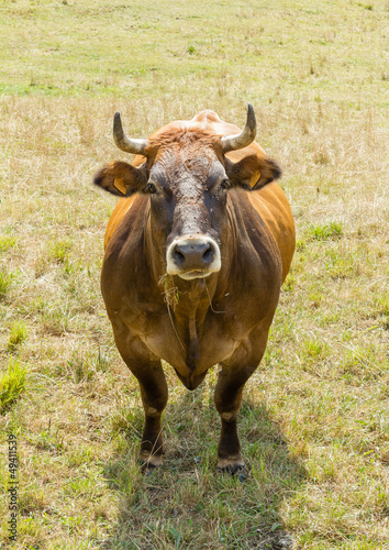 Fototapeta Naklejka Na Ścianę i Meble -  Brown cow grazing on a  meadow