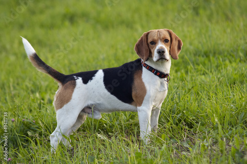 beagle on meadow