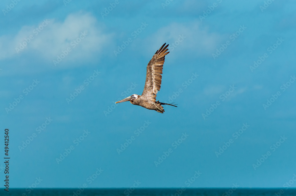 Naklejka premium Flying Pelican