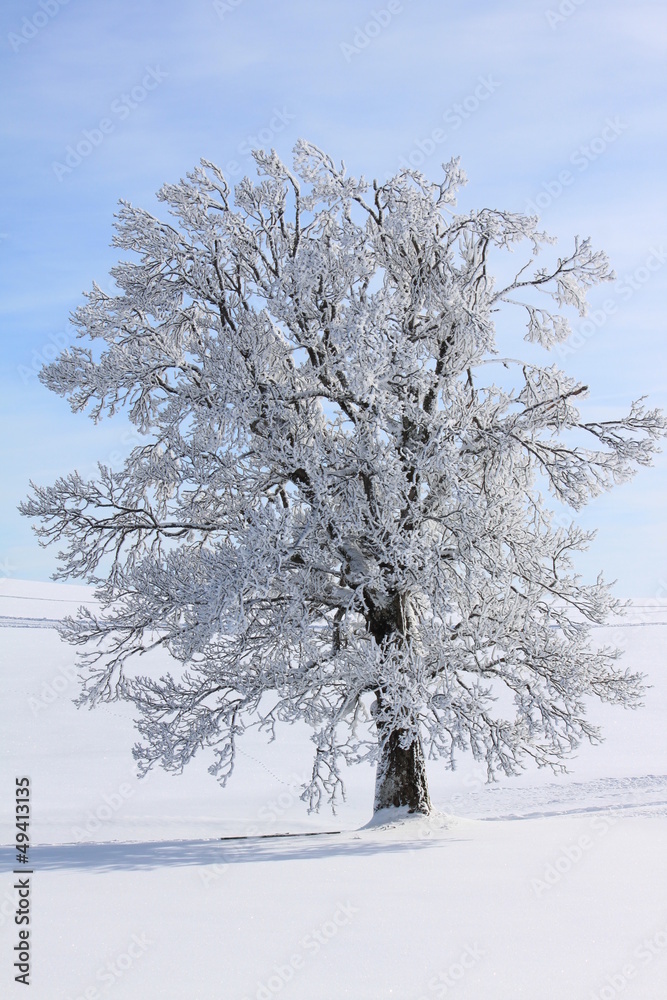 Snow-covered tree