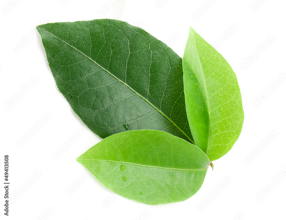 Fototapeta premium Bay leaf
