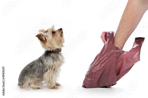 Фотография homme ramassant crottes de chien dans sachet