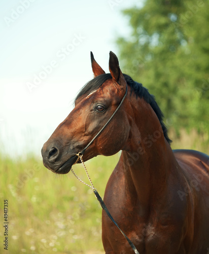 sportive bay  horse portrait. © anakondasp