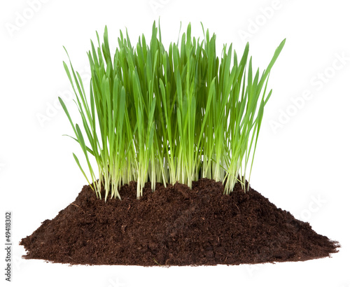 Young grass growing in a pile of soil