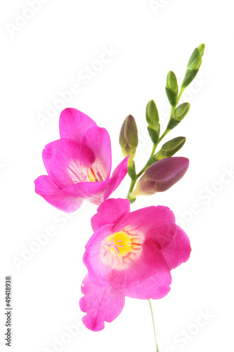 Beautiful freesia flower, isolated on white.