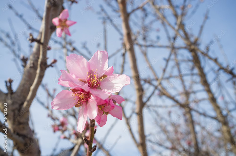 Pink almond flower Pink almond flower