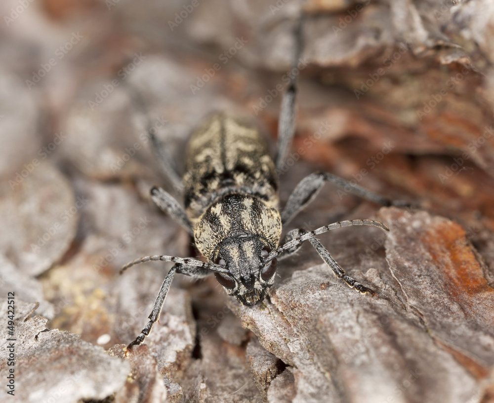Fototapeta premium Grey tiger longicorn beelte, Xylotrechus rusticus on pine