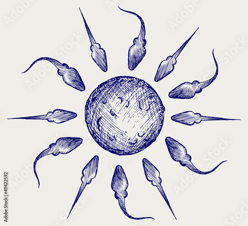 Sperm and egg. Doodle style