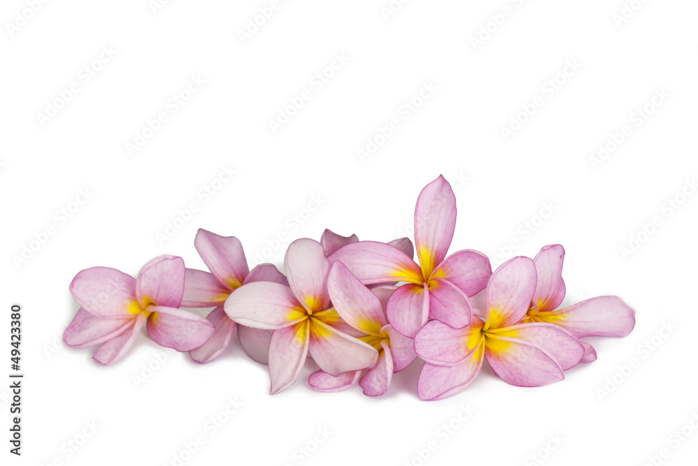 Obraz premium plumeria