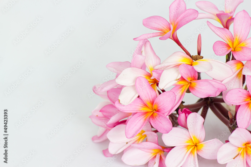 plumeria plumeria