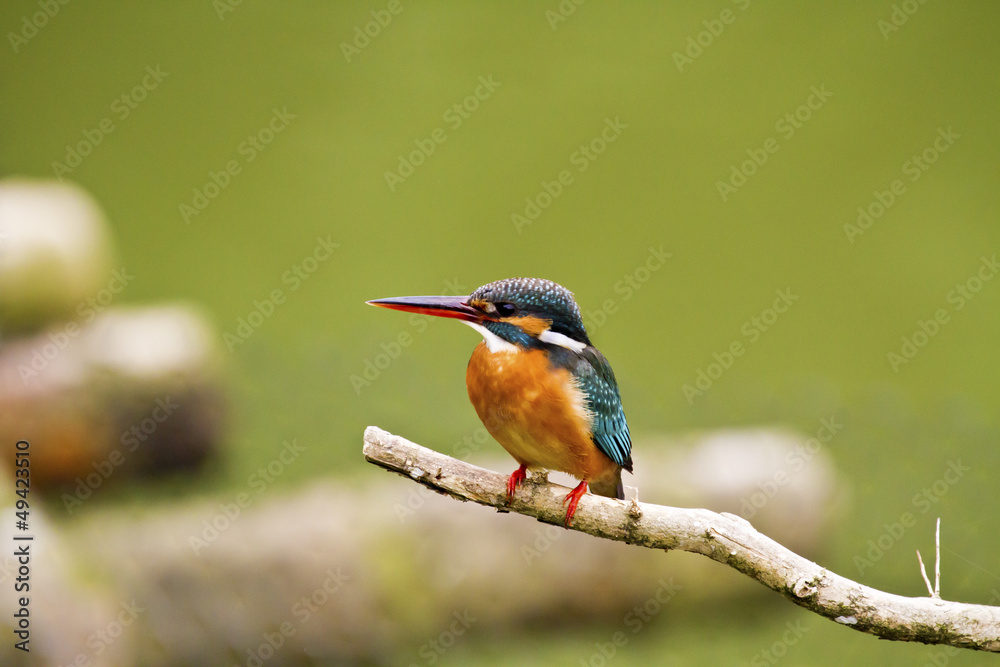 common kingfisher,Alcedo atthis common kingfisher,Alcedo atthis