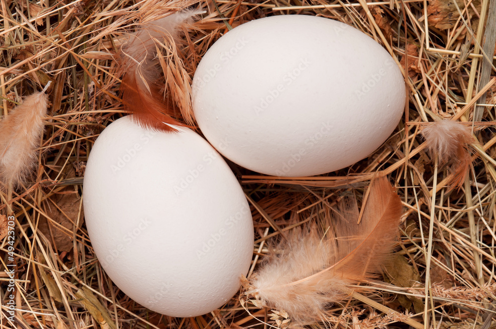 Obraz premium Eggs in nest
