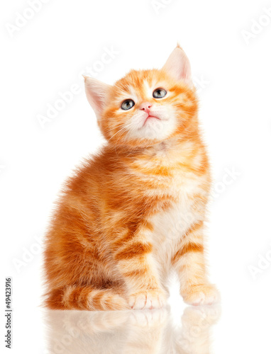 Fototapeta Naklejka Na Ścianę i Meble -  Red kitten