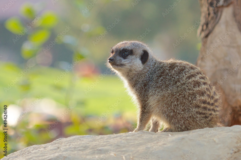 Fototapeta premium Mongoose on a rock