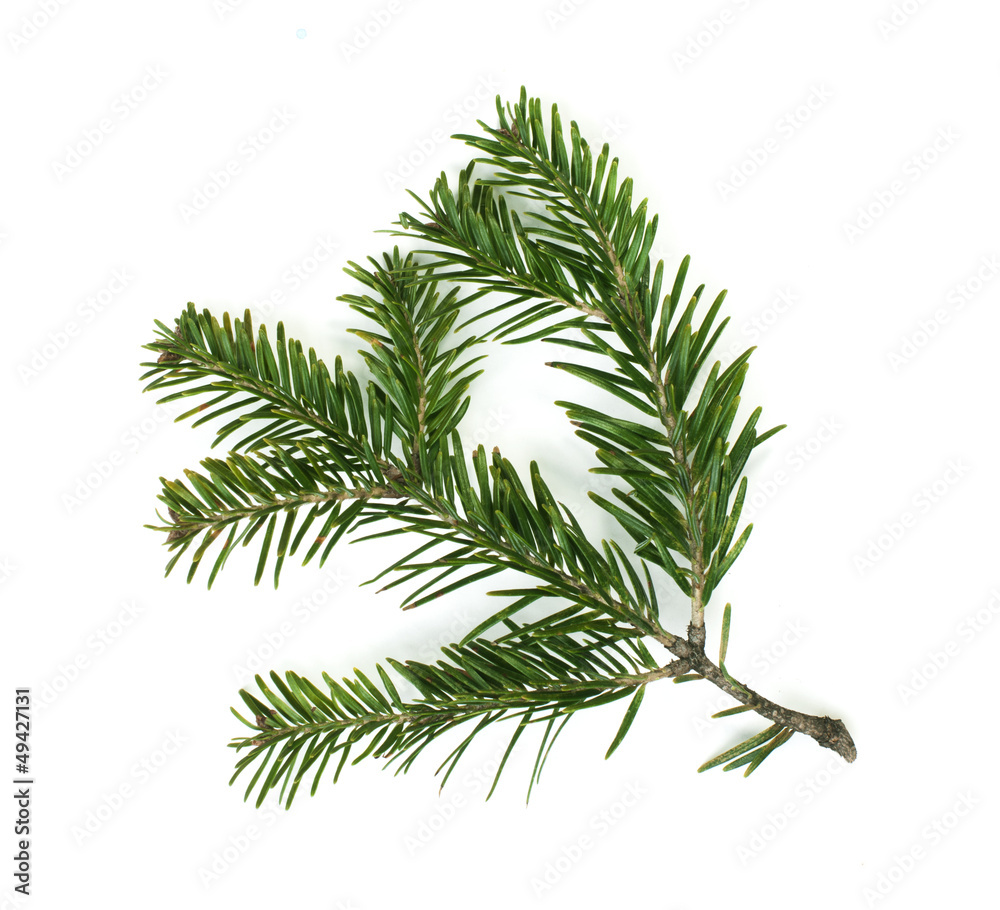 Fir branch white isolated Fir branch white isolated