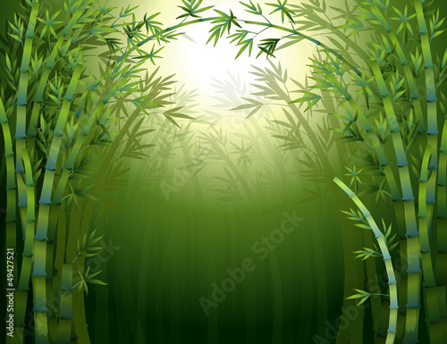 A bamboo rainforest