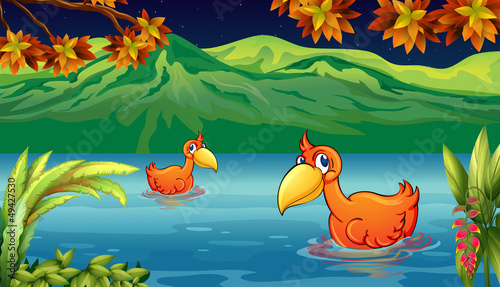 Two ducks swimming in the river