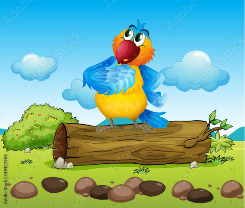 A colorful parrot