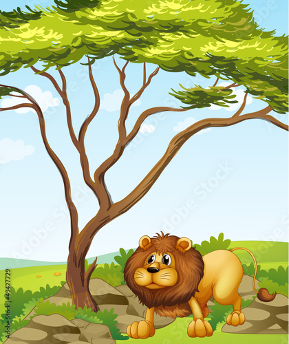 A lion near a big tree in the hills