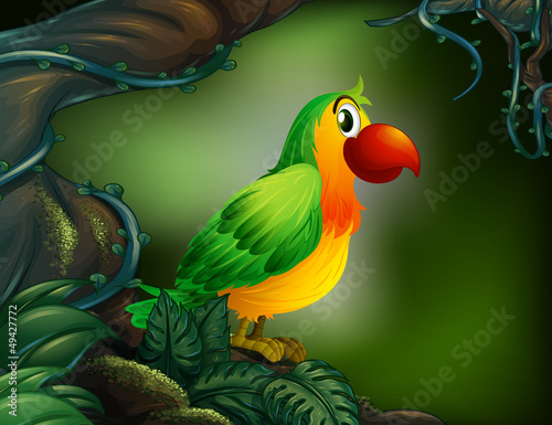 A parrot at the rain forest