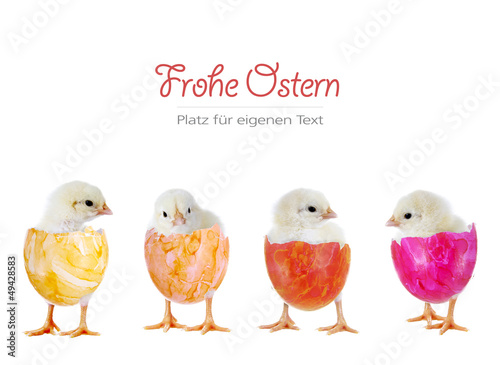 Frohe Ostern – 4 Küken in bunten Eiern © grafikplusfoto