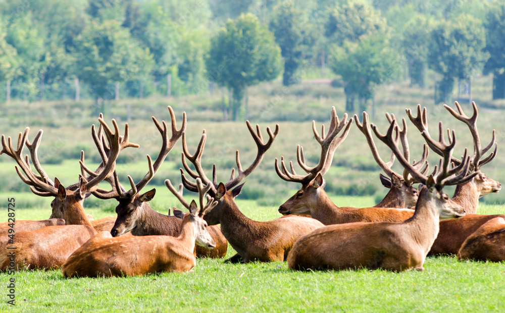 Wunschmotiv: Herd of deer #49428725