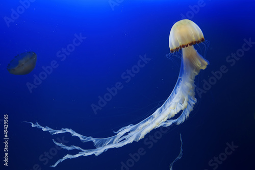 Jellyfish #49429565
