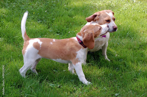 Beagle puppy with her mom