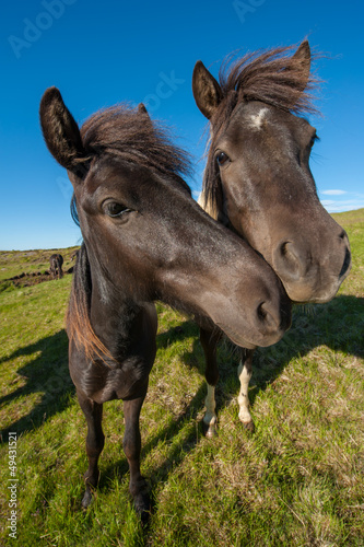 Icelandic horses © Fyle