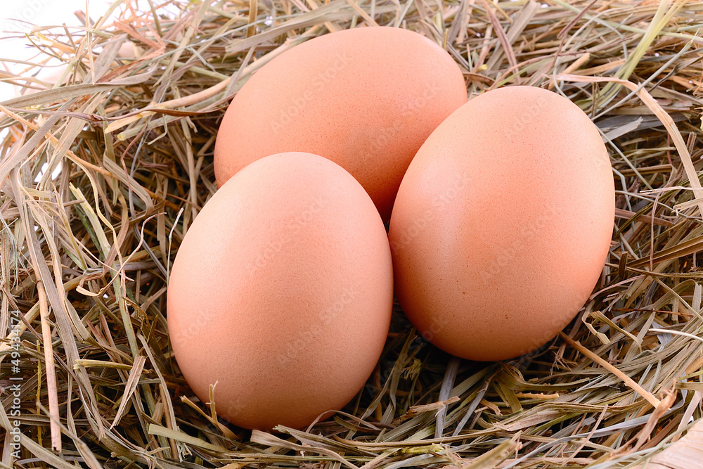 Chicken eggs in hay nest