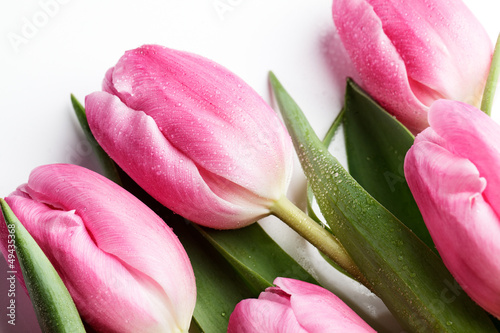 Fototapeta Naklejka Na Ścianę i Meble -  Rosa Tulpen