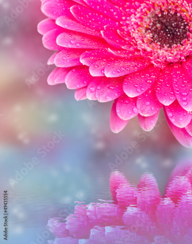 pink flower with reflection in water