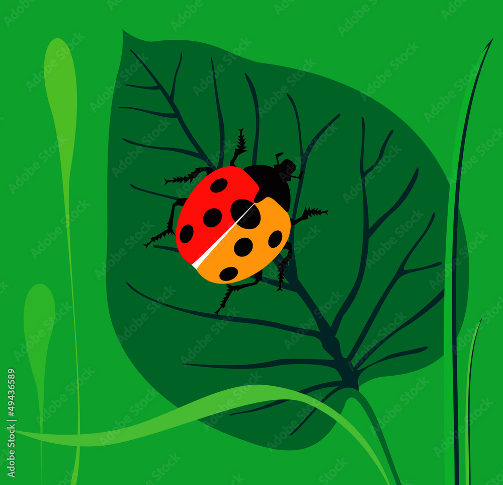 Fototapeta premium Ladybird on a green leaf