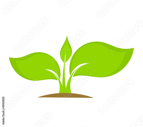 Young plant