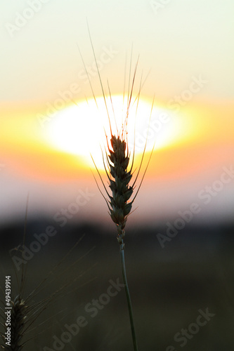 Fields of wheat