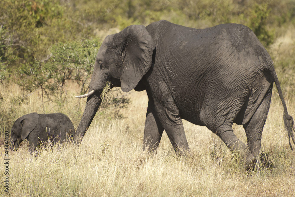 Elephants Elephants