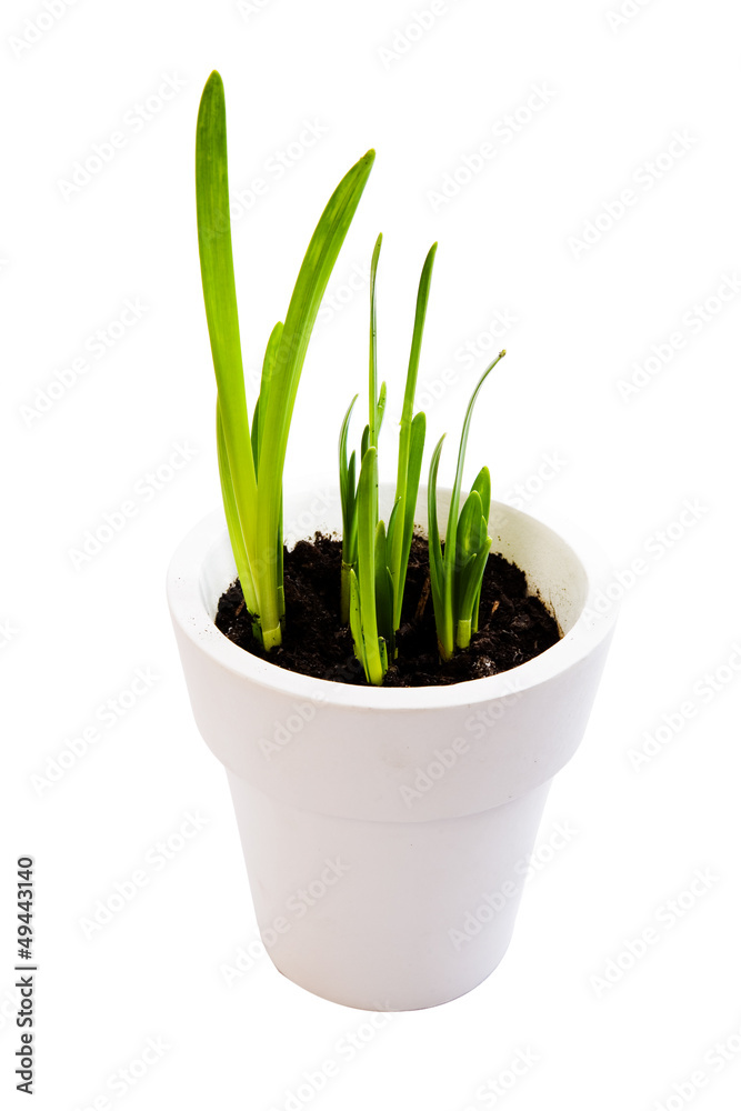 new greenshoots new greenshoots
