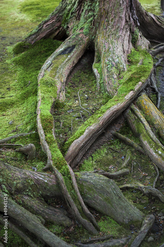Moss Covered Tree Roots