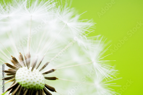 Close-up of Dandelion Seeds on Green Background