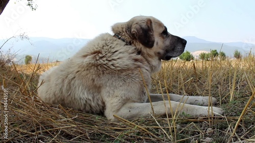 anatolian shepherd dog