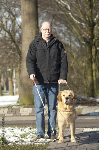Guide dog is helping a blind man in traffic