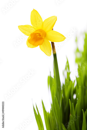 Fototapeta Naklejka Na Ścianę i Meble -  daffodils in green grass